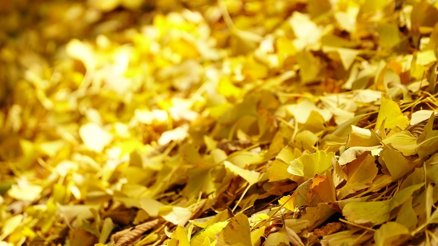 GINKGO LEAVES